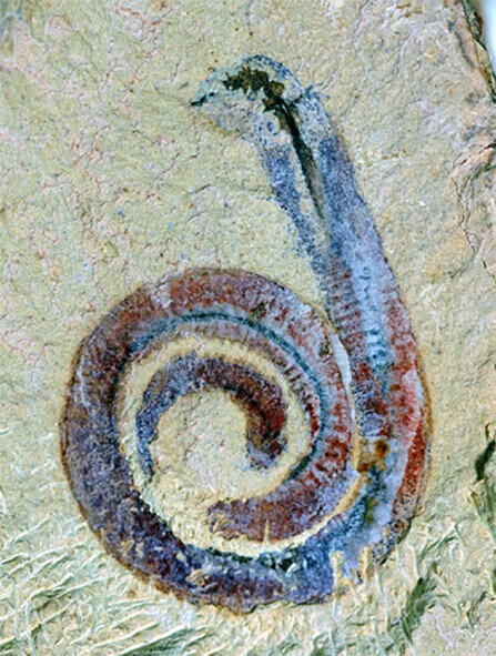 Acima, um dos organismos preservados no depósito fóssil chinês: o Maotianshania cylindrica, um verme priapulídeo (Foto: Xianfeng Yang, Yunnan Key Laboratory for Palaeobiology, Yunnan University)