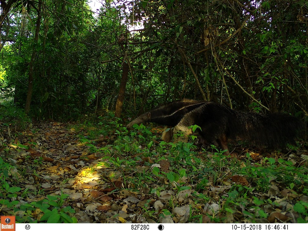 TamanduÃ¡ passeia em frente Ã  cÃ¢mera em Porto Jofre, no Pantanal matogrossense, em outubro de 2018 â Foto: Arquivo pessoal/Jaguar Ecological Reserve