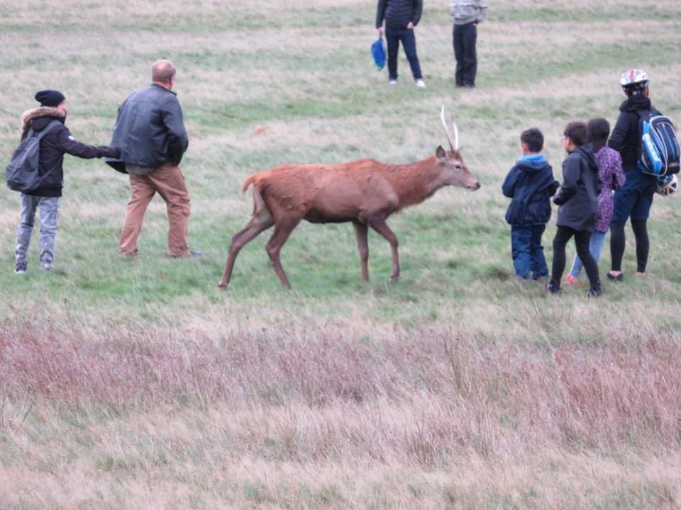 Visitantes do The Real Park ficam perto dos animais selvagens (Foto: Reprodução/Twitter)