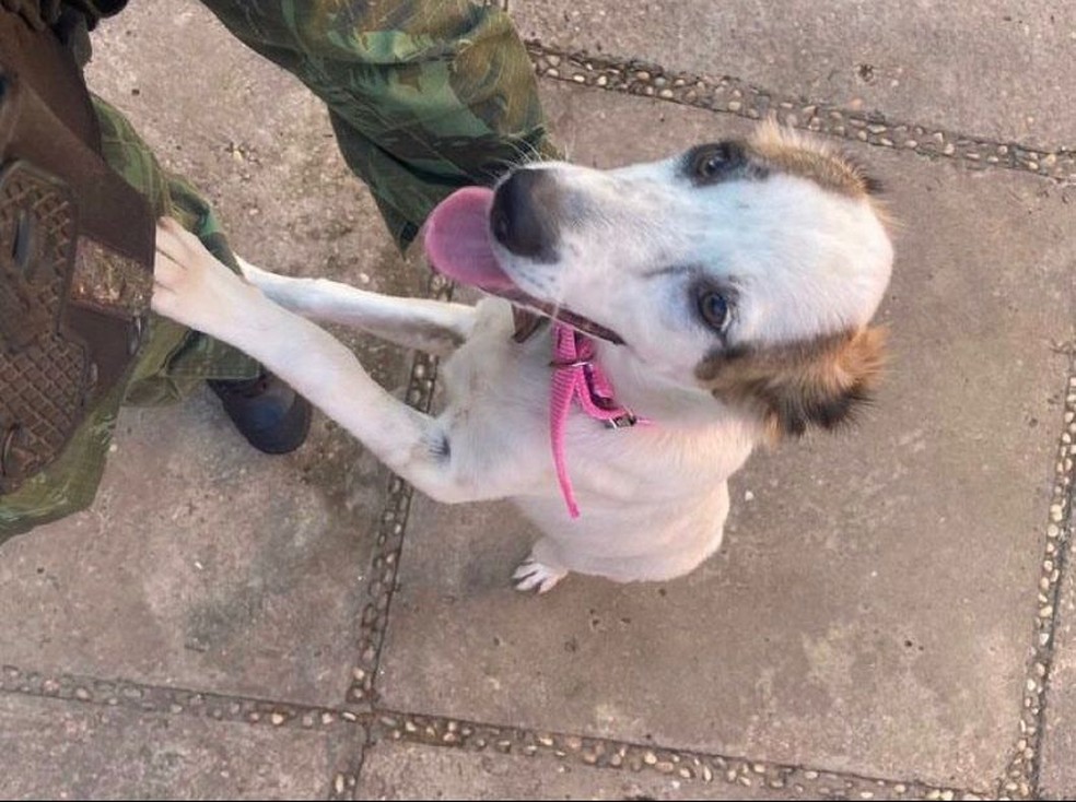 Cão encontrado amarrado em corda é resgatado pela polícia e tutor é preso em Teresina — Foto: Divulgação /PC-PI