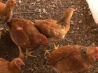 Em RO, cabeça da galinha caipira custa em média 21,68, diz Emater