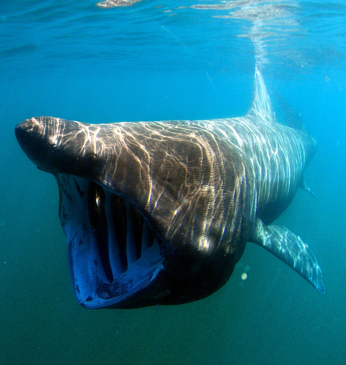 Um tubarão-elefante nadando em águas oceânicas  (Foto: Reprodução/Marine Environmental Monitoring/Facebook)
