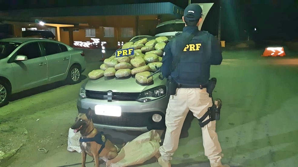CÃ£o farejador ajudou a PRF a encontrar 30,7 kg de maconha dentro de um carro, em Serra Talhada â Foto: PRF/DivulgaÃ§Ã£o