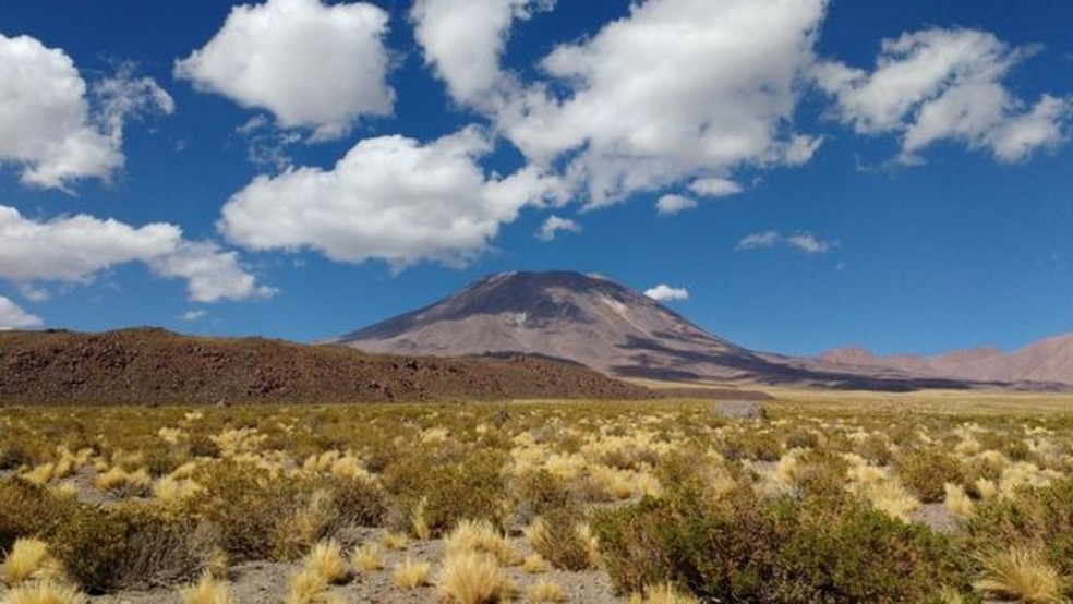 Algumas plantas do Atacama estão intimamente relacionadas a tipos de culturas essenciais, como grãos, legumes e batatas — Foto: Melissa Aguilar via BBC