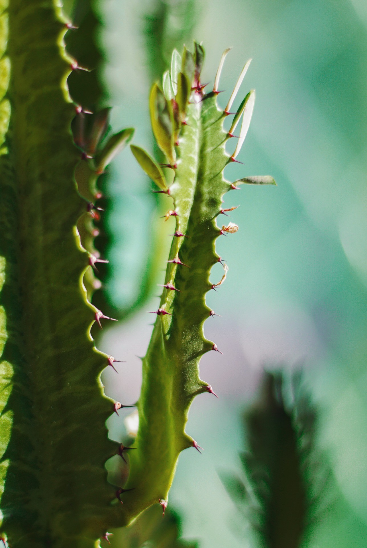 A hylocereus demora um ano para atingir a maioridade e começar a dar frutos (Foto: Pixabay / Zgjky / CreativeCommons)