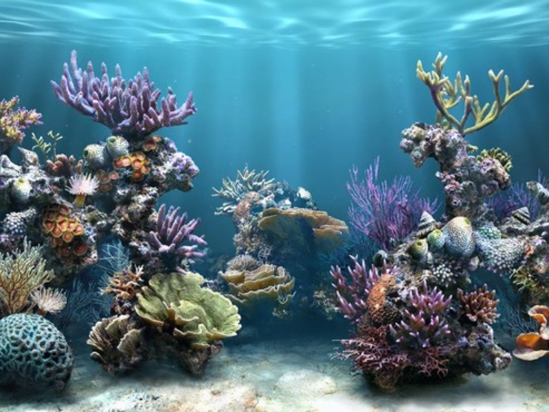 Proteção de Tela: Marine Aquarium | Download | TechTudo