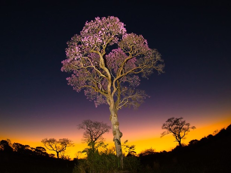 Entardecer no Pantanal tem destaque de ipê-roxo — Foto: Ernane Junior / VC no TG