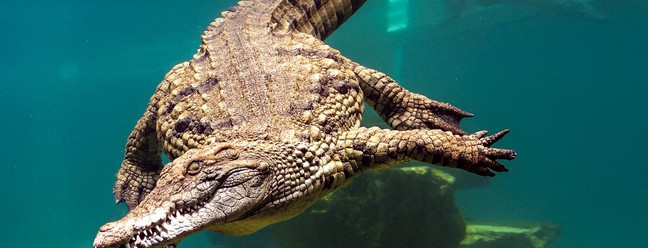 Crocodilos são a atração principal do parque — Foto: Giuseppe Cacace / AFP
