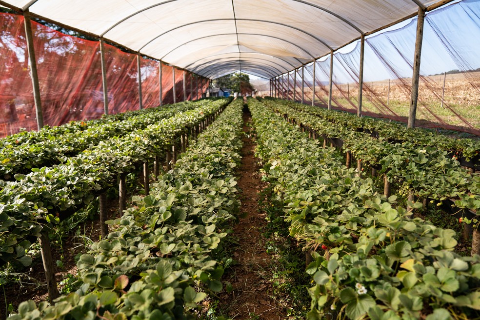 Plantação de morango em estufa em Atibaia — Foto: Fabio Tito/g1