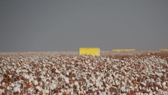 Apoiado pelo petróleo, algodão avança mais de 4% em Nova York