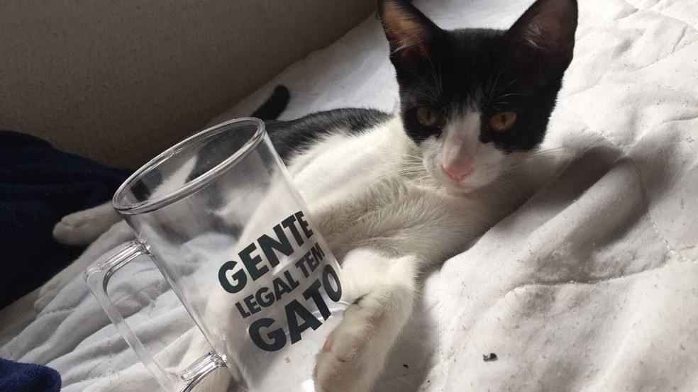 Gata foi encontrada abandonada com 12 filhotes (Foto: Gabriella Fleury/ Arquivo pessoal)