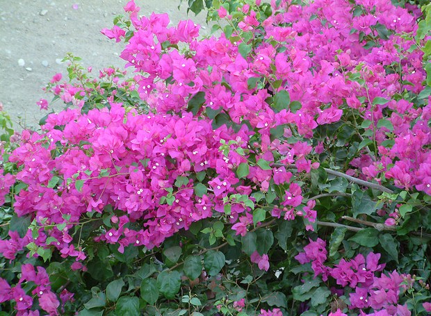 A Bougainvillea glabra é nativa do sul do Brasil e sua cor mais comum é o rosa (Foto: Wikimedia / Creative Commons)