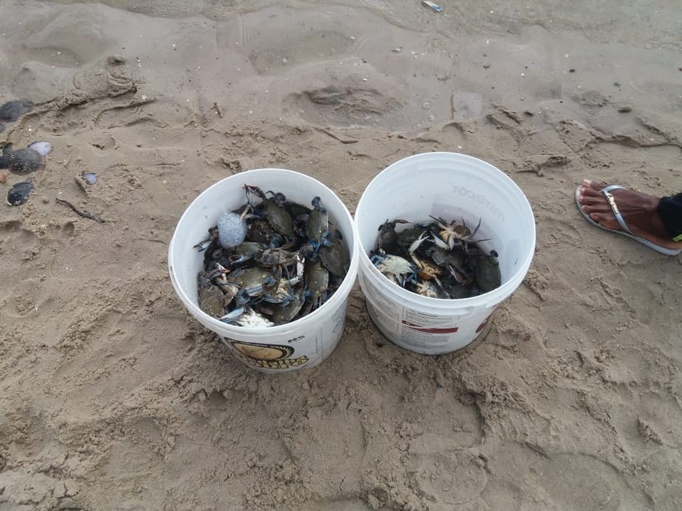 Pescadores recolhiam siris achados mortos na Lagoa Manguaba; segundo eles, o consumo não é recomendado — Foto: Heliana Gonçalves/TV Gazeta