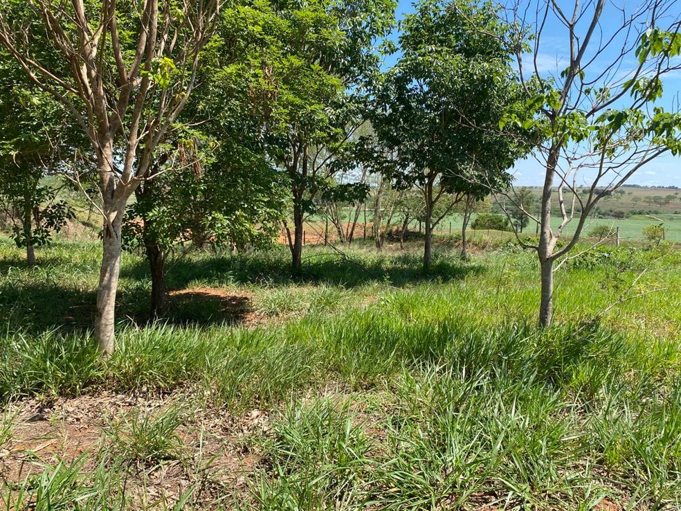Bebê foi abandonada em área de pastagem em Emilianópolis (SP) — Foto: Bill Paschoalotto/TV Fronteira