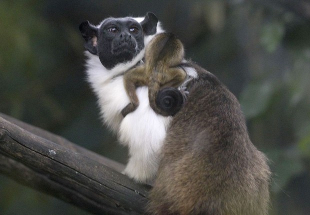 Primata ameaçado de extinção nasce no Zoológico de Brasília (Foto: Toninho Tavares / Agência Brasília)