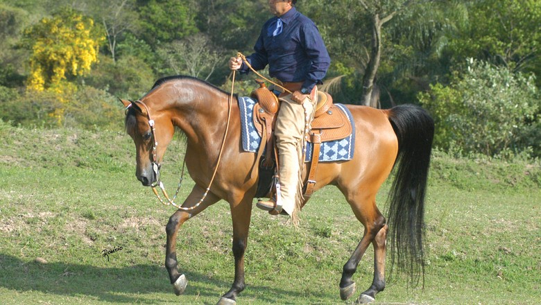 cavalo_árabe (Foto: Divulgação)