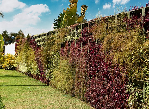 Graças ao muro de 27 x 2 m, ninguém nota a vizinhança. Só se veem lambaris-roxos, russélias e clorofitos intercalados, em um jogo de texturas e cor. O sistema de irrigação automatizado facilita a manutenção. Projeto do paisagista Gilberto Elkis (Foto: Edu Castello e Evelyn Müller/Casa e Jardim)