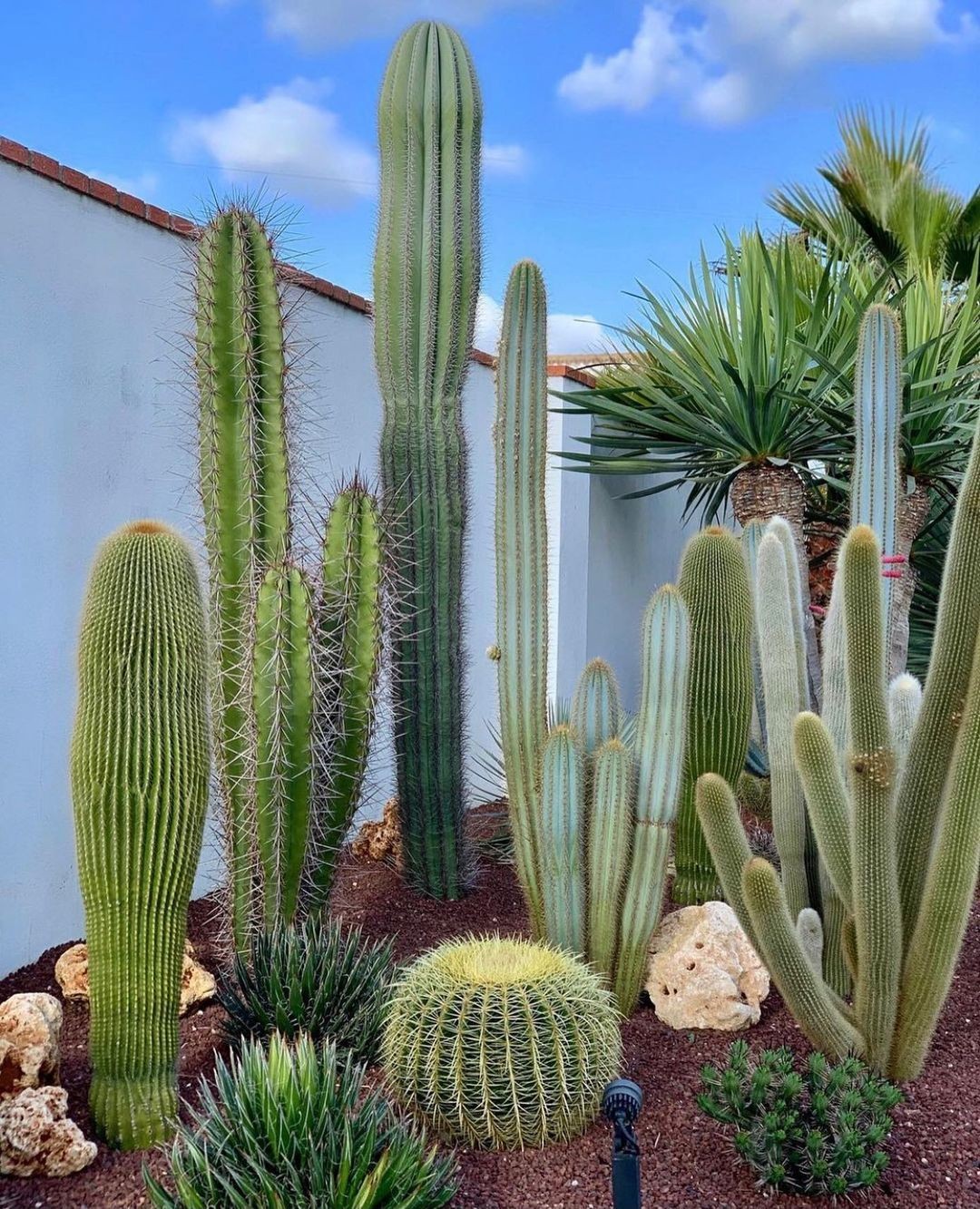 Plantas esculturais: 5 espécies que transformam a decoração (Foto: Reprodução/ Instagram/ @stevevonsteen)