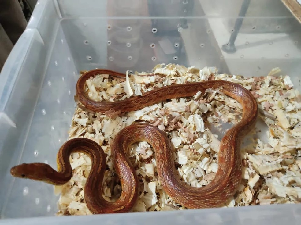 Cobras mantidas em cativeiro dentro de casa em SC — Foto: PMA/Divulgação