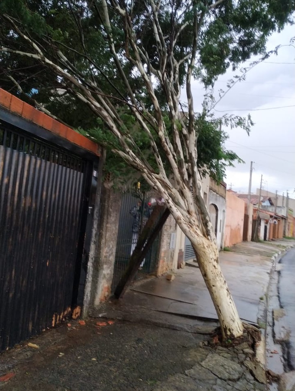 Árvores caem em Tatuí após forte chuva — Foto: Corpo de Bombeiros/Divulgação