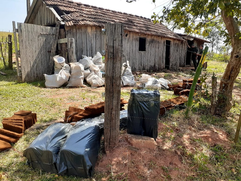 Homem tinha depósito clandestino de xaxim em Indiana — Foto: Polícia Militar Ambiental
