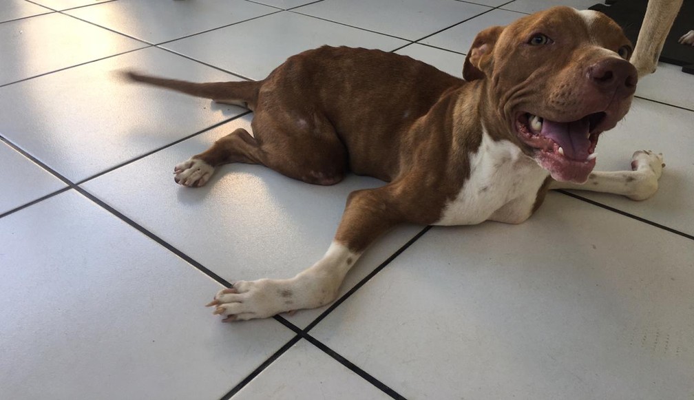 Cachorrinho com deficiência abandonado em Porto Velho ganhou o nome de Benjamin. — Foto: Mayara Subtil/G1