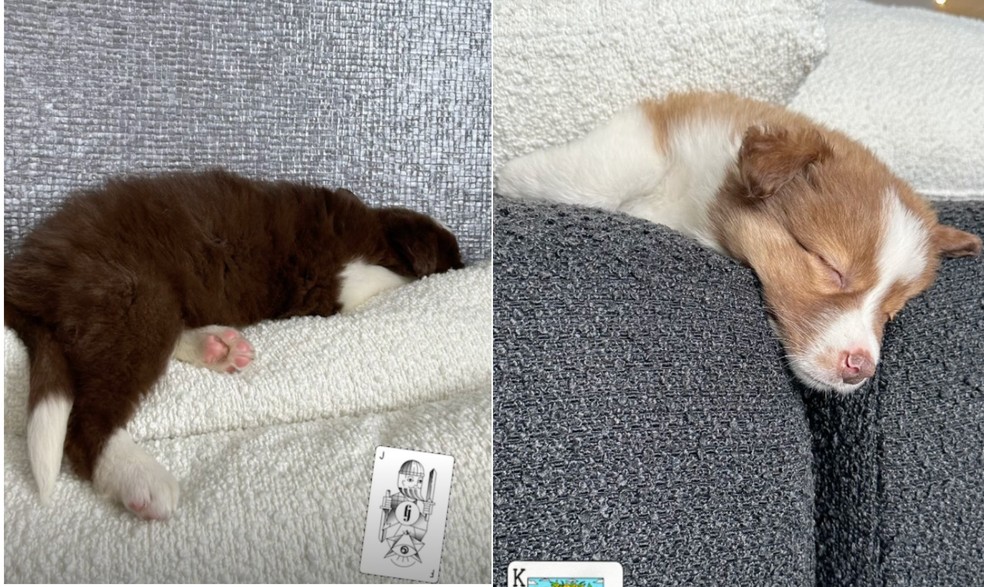 Neymar postou fotos dos cachorrinhos &mdash; Foto: Reprodu&ccedil;&atilde;o/Instagram