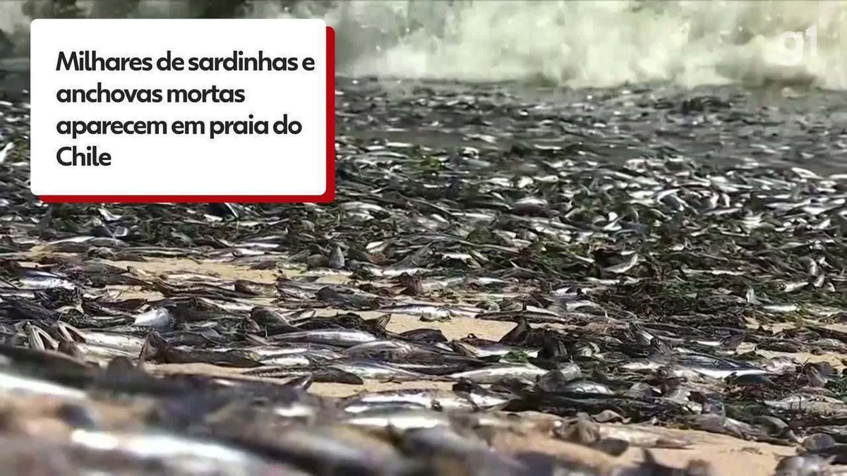 Miles de sardinas y anchoas son encontradas muertas en una playa de Chile;  Ver VÍDEO |  mundo