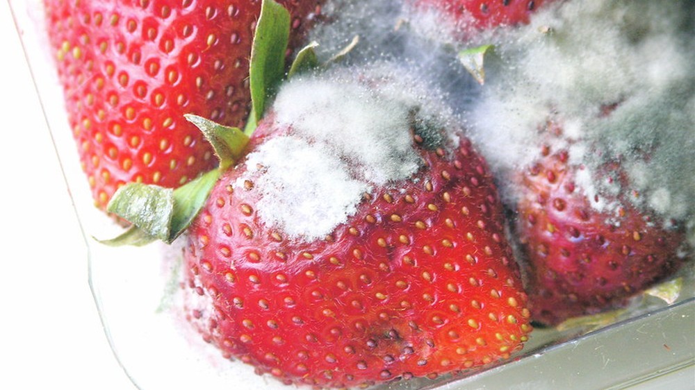 Morango com fungos