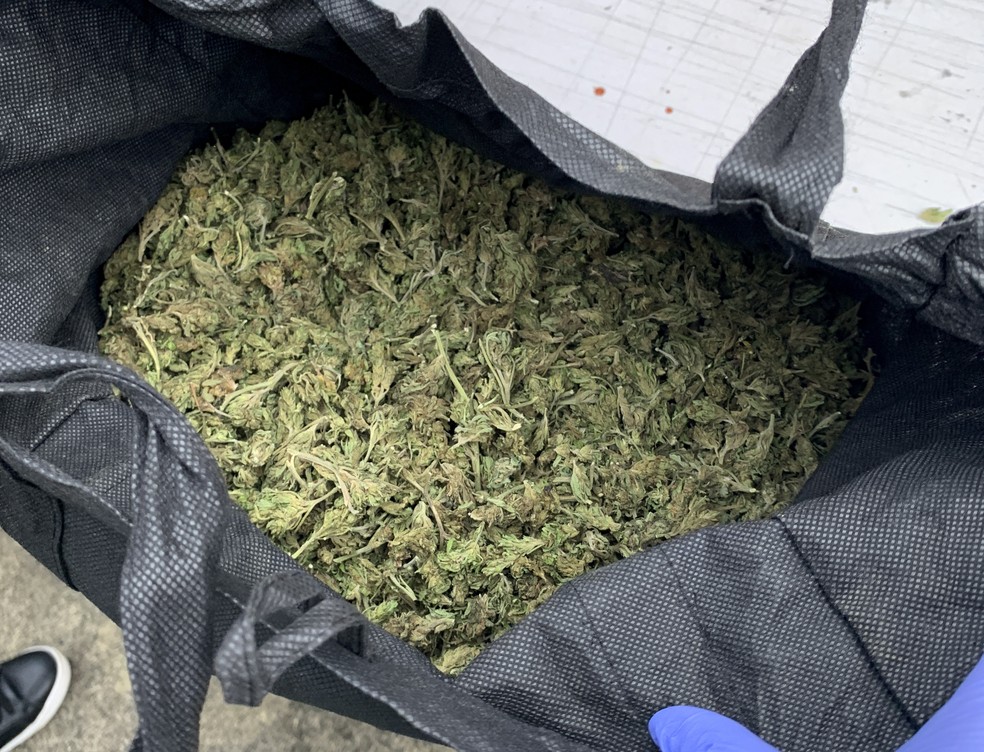 Foto sem data fornecida pela polícia da Nova Zelândia mostra maconha apreendida na operação "Escudo de Troia" — Foto: Polícia da Nova Zelândia via AP