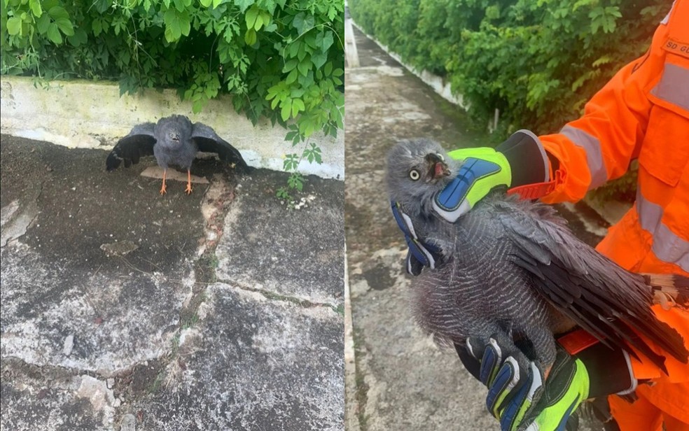 Corpo de Bombeiros resgata tamanduá, gavião e filhote de cão em Guaxupé e Muzambinho, MG — Foto: Corpo de Bombeiros