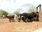 Agricultores do NE lutam para conseguir milho subsidiado pela Conab