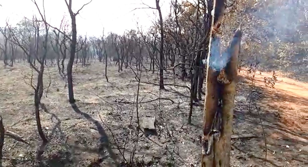 Incêndio destruiu área distante do local de visitação e por isso parque será aberto neste domingo — Foto: Fernanda Ubaid/TV TEM