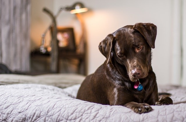 A hérnia de disco canina se desenvolve rapidamente e pode provocar sequelas irreversíveis em até dez dias (Foto: Pexels/ Pixabay/ CreativeCommons)