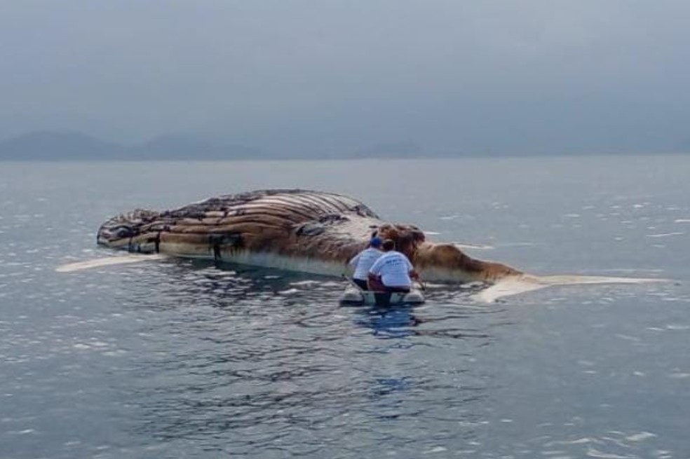 Baleia jubarte é encontrada morta em ilha de São Sebastião — Foto: Foto: Divulgação/Instituto Argonauta