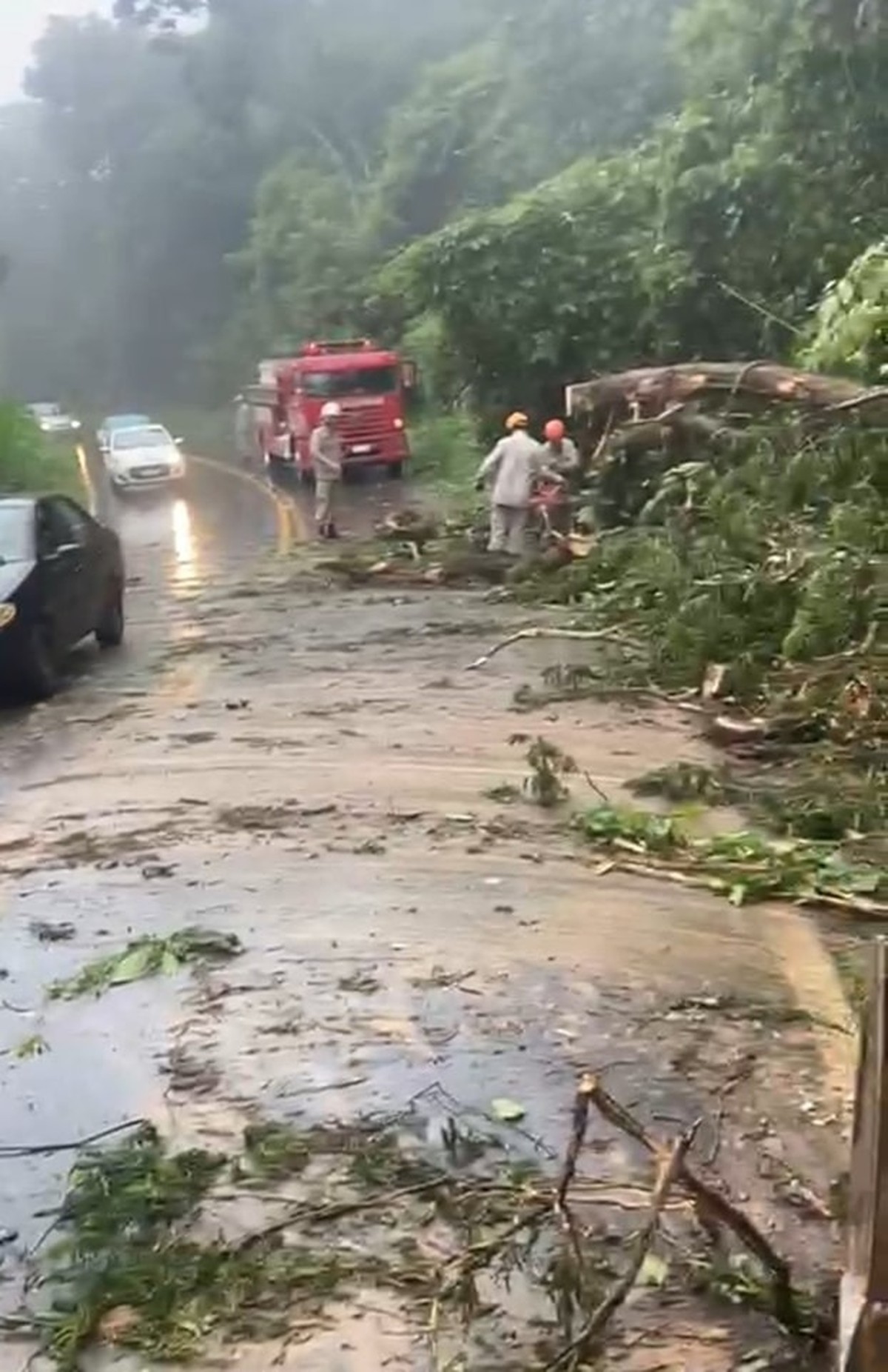 Chuva e ventania derrubam árvore na RJ-137, em Barra do Piraí | Sul do
