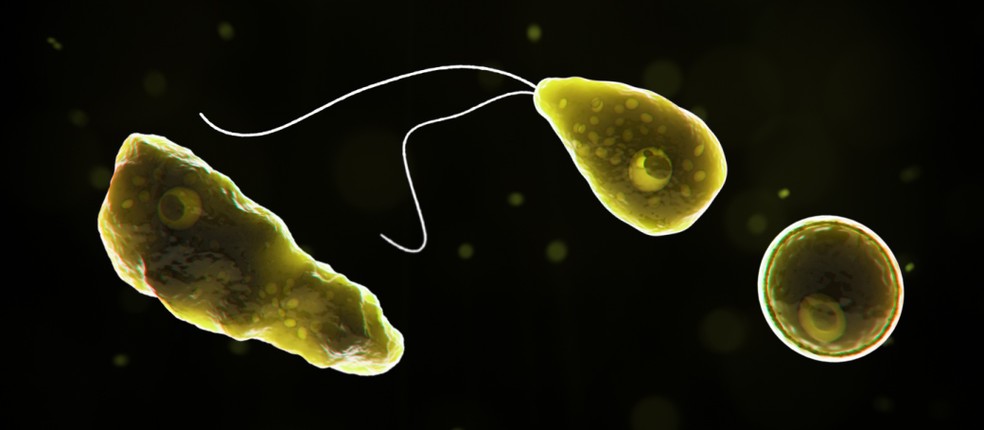 Na imagem, a Naegleria fowler, ameba entra pelo nariz e 'viaja' até o cérebro, onde destroi tecido cerebral — Foto: CDC (Centro de Controle de Doenças dos Estados Unidos)