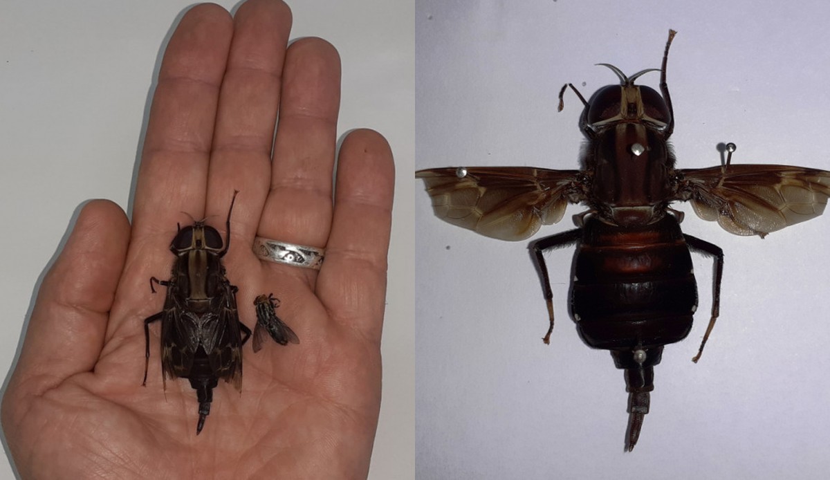 Cientistas Encontram Mosca Gigante E Rara Confundida Com Beija Flor Em Sp Santos E Regiao G1