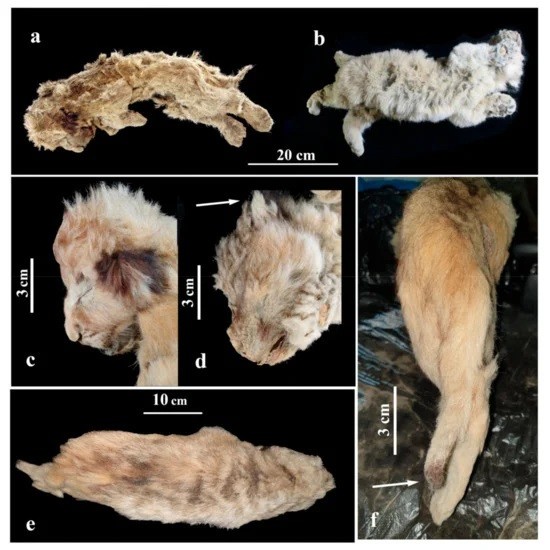 Os dentes, pele, tecidos moles e órgãos do leão-das-cavernas estão mumificados (Foto: Boeskorov et al.  )