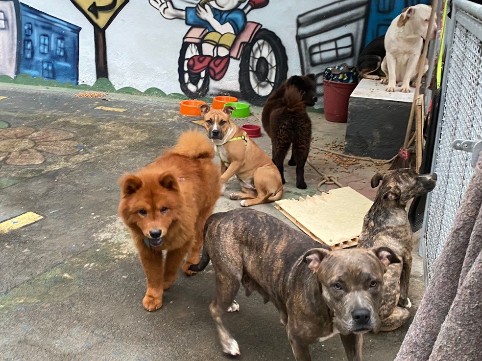 Espaço reúne até cachorros resgatados após chuvas  — Foto: Matheus Rodrigues/g1