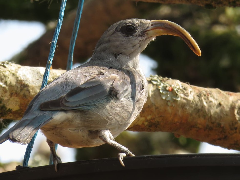 Entenda As Causas E Os Efeitos Das Anomalias Que Deformam O Bico Das Aves Terra Da Gente G1