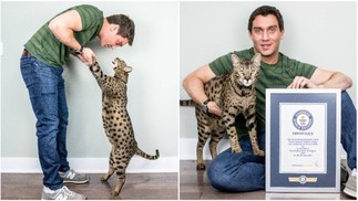O gato Fenrir mede 47,8 cm e entrou para o livro dos recordes como o mais alto do mundo — Foto: Divulgação/Guinness Book