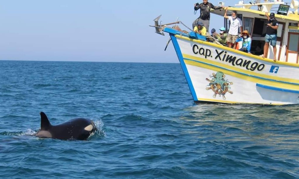 Orca &eacute; flagrada em Ilhabela &mdash; Foto: Maria Lucienne/Divulga&ccedil;&atilde;o