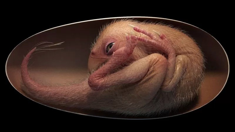 Impressão artística do dinossauro no ovo todo enrolado (Foto: AFP/ UNIVERSIDADE DE BIRMINGHAM via BBC News Brasil)