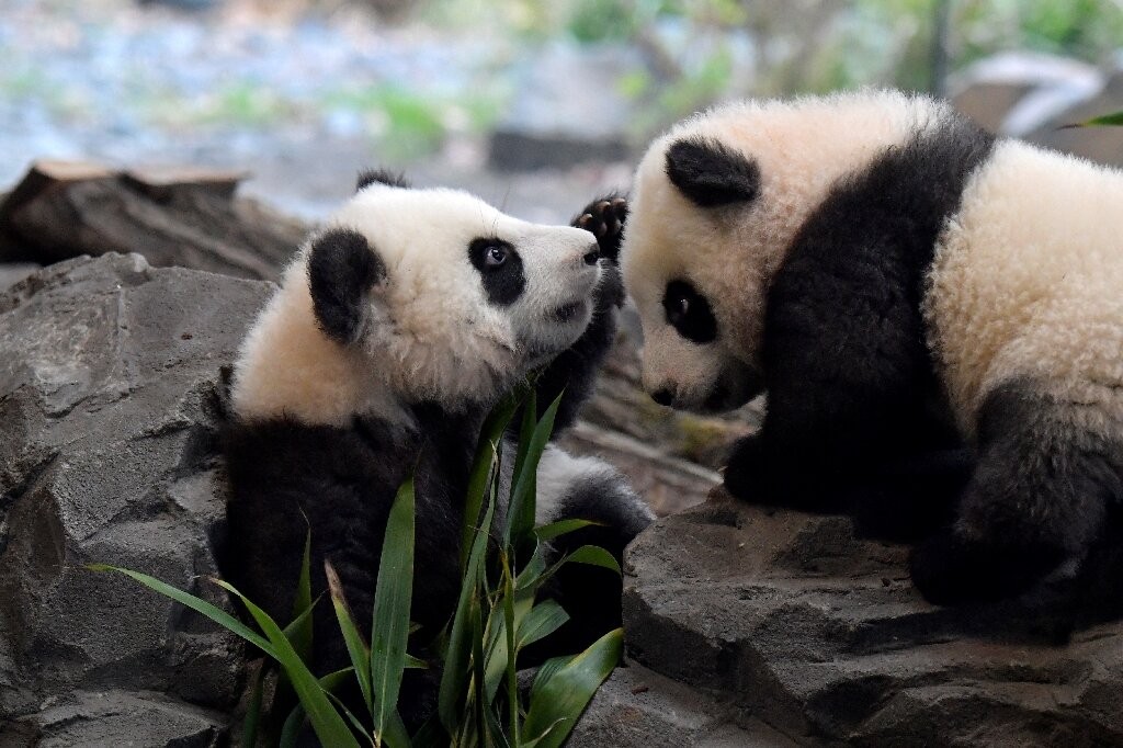 Meng Yuan e Meng Xiang, os dois filhotes de panda chineses nascidos em Berlim (Foto: Reprodução/phys.org)