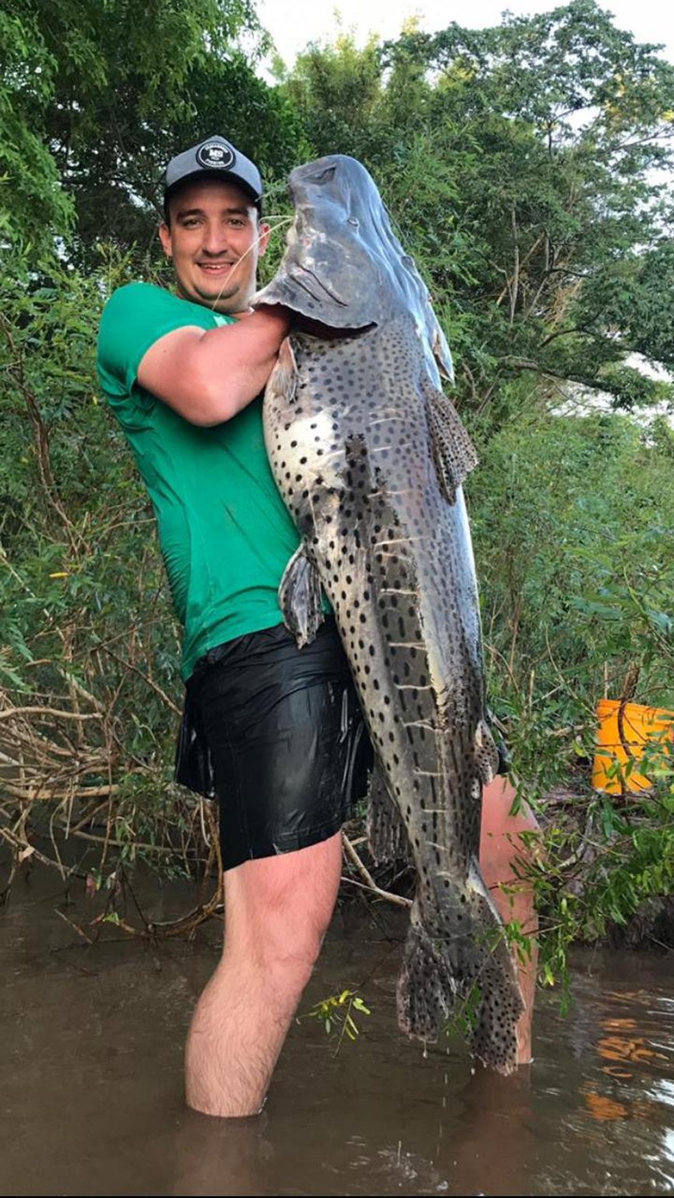 O surubim de 31kg foi pescado com carretilha no Rio Aquidauana, em MS, um dia antes do início da Piracema  — Foto: Arquivo pessoal 