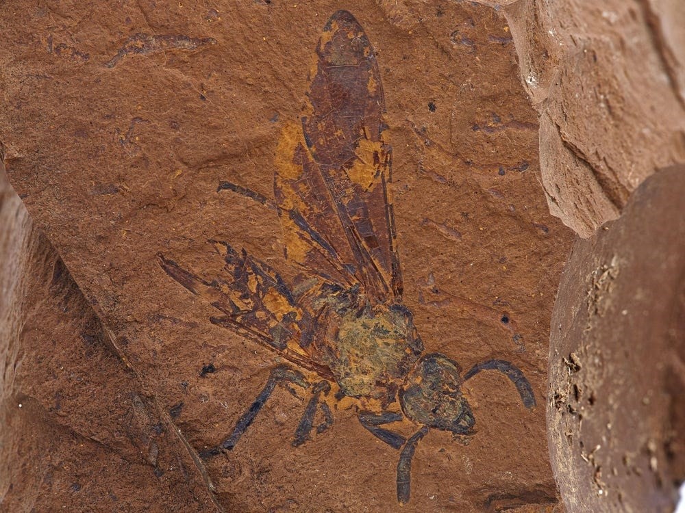 Fóssil de mosca encontrado na antiga floresta na Austrália  (Foto: Michael Frese/University of Canberra)