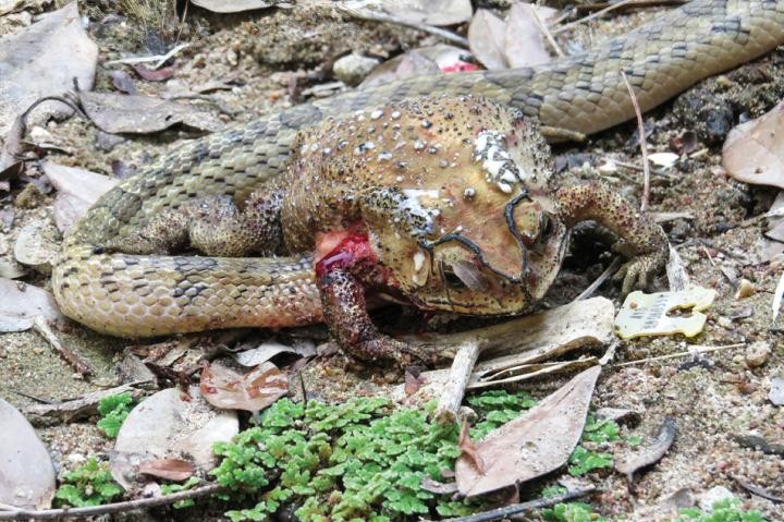 Cientistas encontram cobras que se alimentam de órgãos de sapos vivos  (Foto: Winai Suthanthangjai)