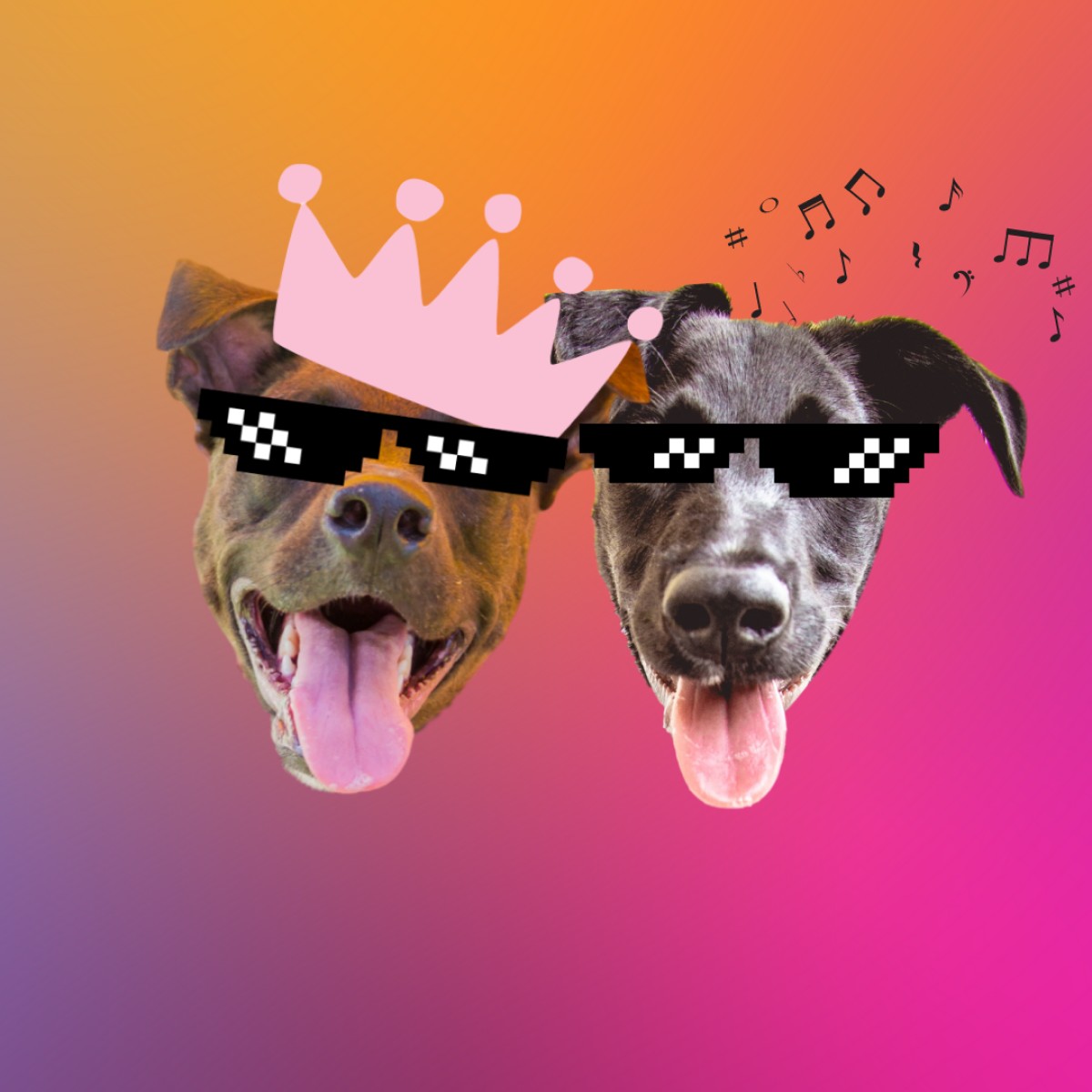 Cacau, a rainha dos memes, e Cookie, o cachorrinho dos áudios, têm 140 mil seguidores no Instagram (Foto: Arquivo Pessoal/ Lua Bittencour)