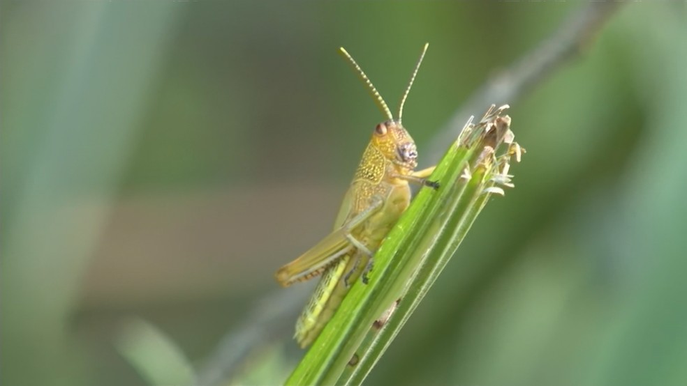 Agricultores de preocupam com os danos que podem ser causados pelos insetos — Foto: Reprodução/RBS TV